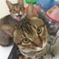 B7a6ab893bf56d4ee24317535877852516142bdd