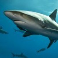 B1fbcf3ad71e20365534b715ab2592dd5065a842