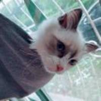 6206ff84ba89165e7dea19af999c0c6cfa32cdab