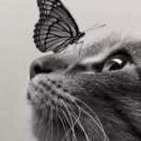 Aaf7f8c6044700b976f0591fc5da38e2800ef1d8