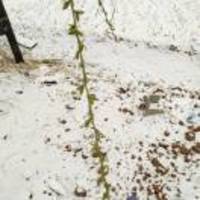 716c948a1198cd4dc1624e214735bbef6d420acb