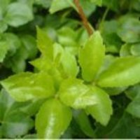 8c2b8c68b704fd4a92cbd336257a9584583b98dc