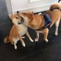 818778cd89541f65457173ae19c85cc78e4324f8