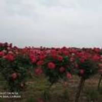 98ea66ddff549da99433d9a0fd99c33a936683d4