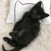 Cea5eb37ffda15c15dd402784e0fef462b316df0