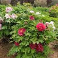 24e93eace1b66839d8c108ffce3e7ca367464fe6