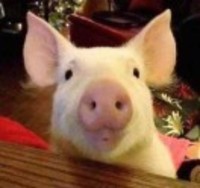 76f082b94fe120150a0d20373a16dee1d981a4db