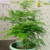 A2dc79c0213374bfe265331ed83c7a9209417db0