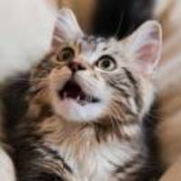 80ffc46b1a16be5c730a39050c85f5f4f0682fc4