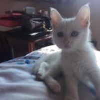 D03f07db8b619abfd862c51b8522e166a4b141c3