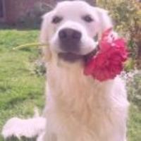 7b4a3111232ce3a58f34b3d1ee798c0f825c6135