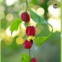 C256aba7558182ec5eac1b4f908ce4e2311b1279