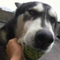 6f1918795ac47f4462fd5ba69c270de185ebc4c5