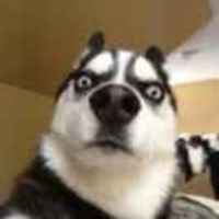 A24a8c6e68ec183d341d92605eb466ced36c2cdd