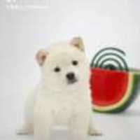 70827724f3439b2975a37f4164de9be297638e8e