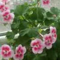 7c65175cdd9d0ccef3d1d69f3eb18a0ef288564c