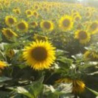 E95a4c5481ae50e2d2edd303acf527e01dc1029f