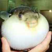 Af113cd332b53324436e98d0a4b802bdb388d7b2