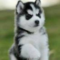 D7043a9cfe7273b11a586c233e55290c7f846717