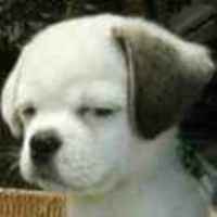 Bf219a1141834bc04ac2de91db8d8a27ba53c5bc