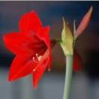 8c4cc4c77a1164652734f8b7b1d1adaf67494e2d