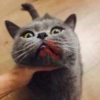 499ad2b8f5580754d5fe094d3eaf81ca3cdcaf0f