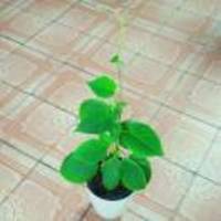 6420f6df235bdeb38111f024589539e762a6e244