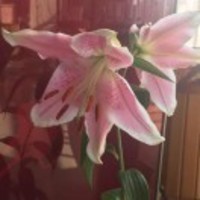 62e13c463e0228799a1cbe5073acc24b86715b11