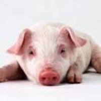 D9cdb921b88e96767ad22bc3d5ccbd228525363d