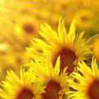 F76a81e5d5d940ba11930b9cf31339334eafff7e