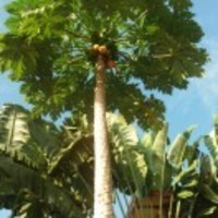 19ed463811e4e6072e491bc66983d730309890e0