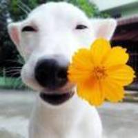 8e50e7b187ce48dd282d893687a0eac140aa2ed3