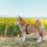 8dec67a1493583ca702b3d676bae6ff73aa40603